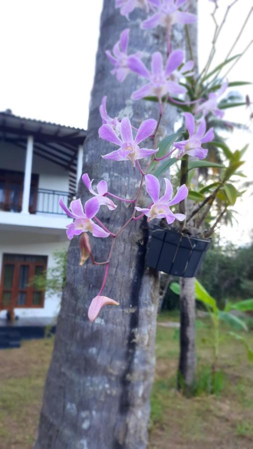 Mellow Villa Тангале Екстериор снимка